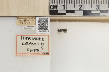 Media type: image;   Entomology 793018 Aspect: Labels